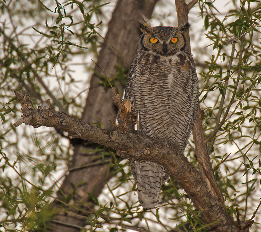 great horned owls April 27th d