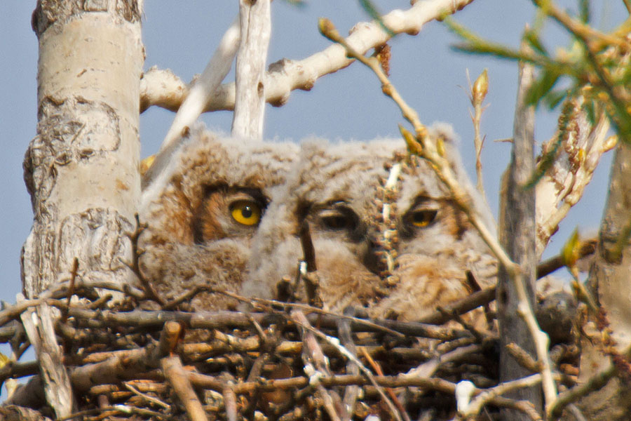 great horned owls April 29th