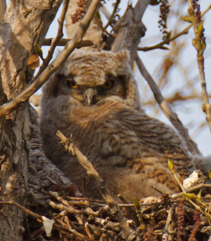 great horned owls April 30th