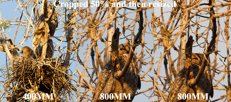 canon 70-200 F2.8 IS version 2 owl 1