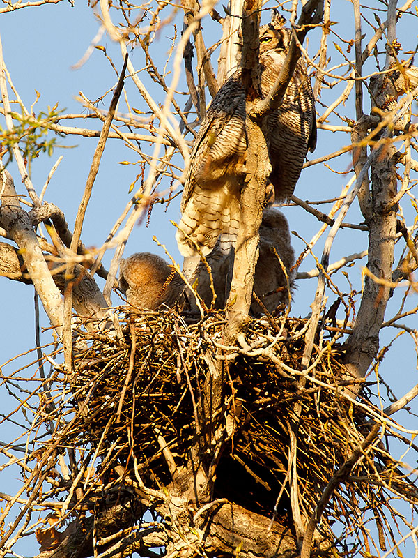 great horned owls May 3