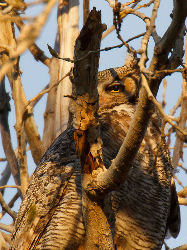 great horned owls eggs