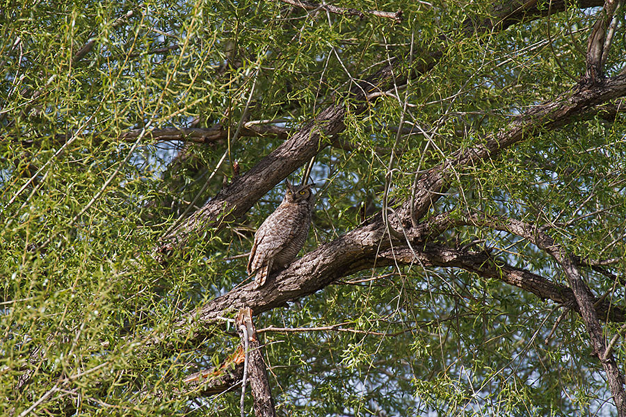 great horned owls May 5 a