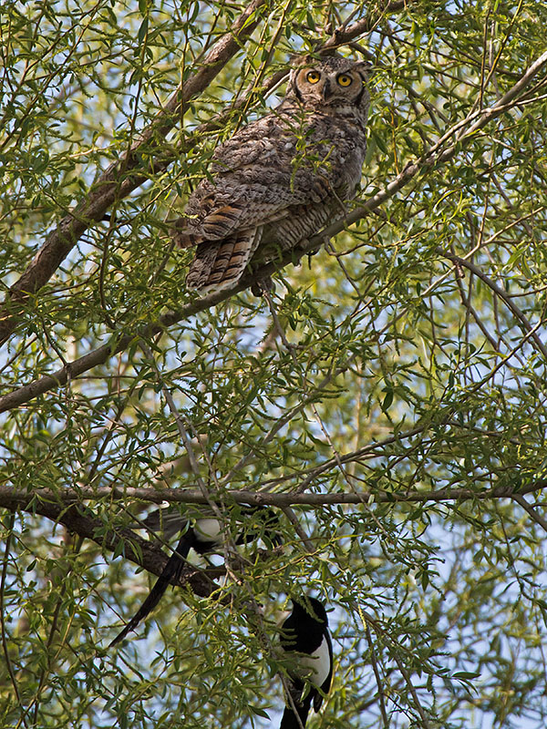 great horned owls May 5 b