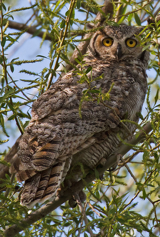 great horned owls may 5 closeup
