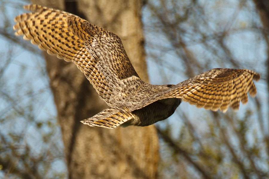 great horned owls May 5 d