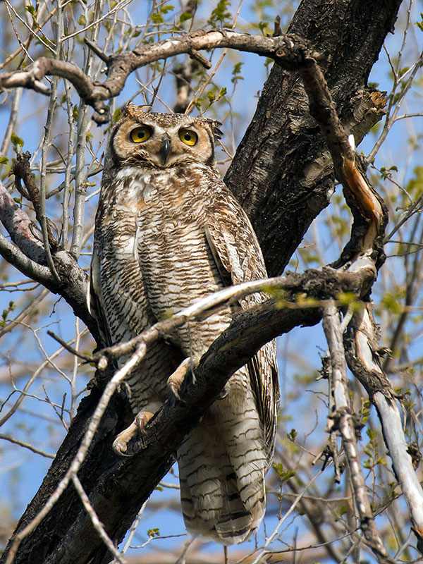 great horned owls May 5 e