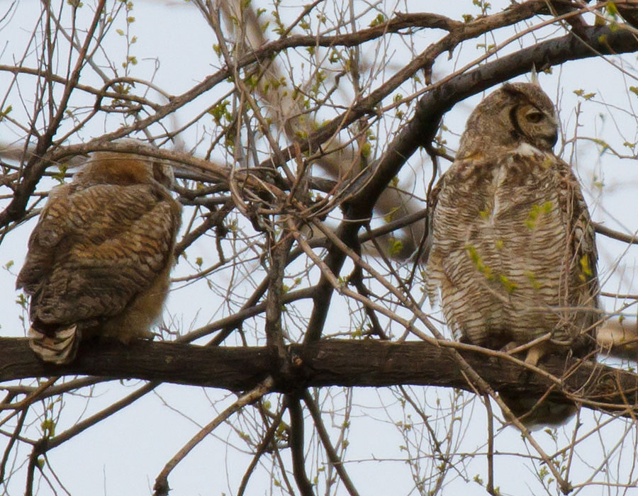 great horned owls May 9 a