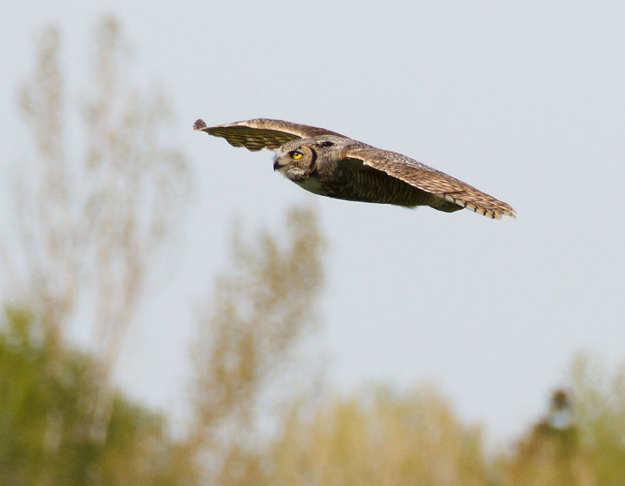 great horned owls May 9 b