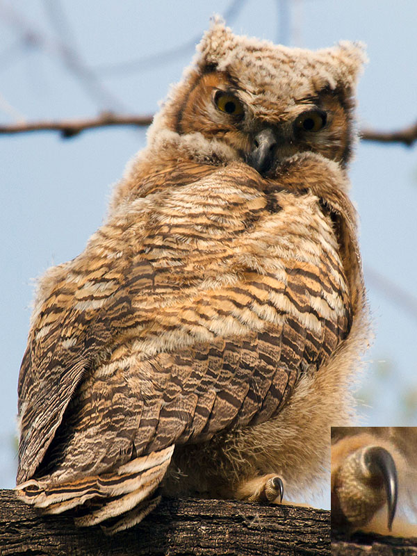 great horned owls May 9 c