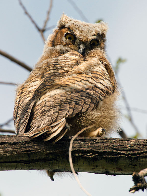 great horned owls May 9 e