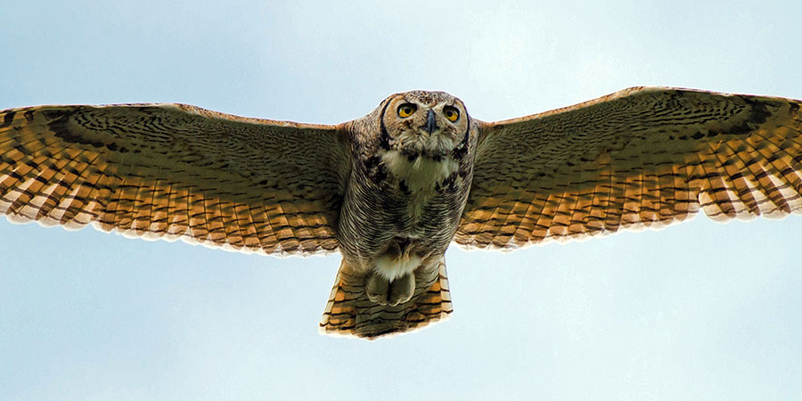 great horned owls May 9 d