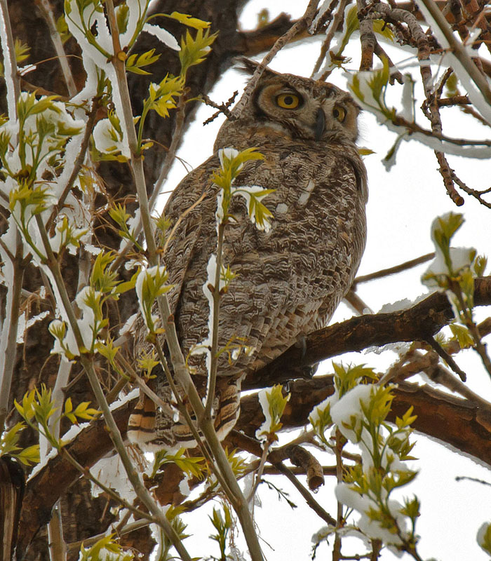 great horned owls May 12 c