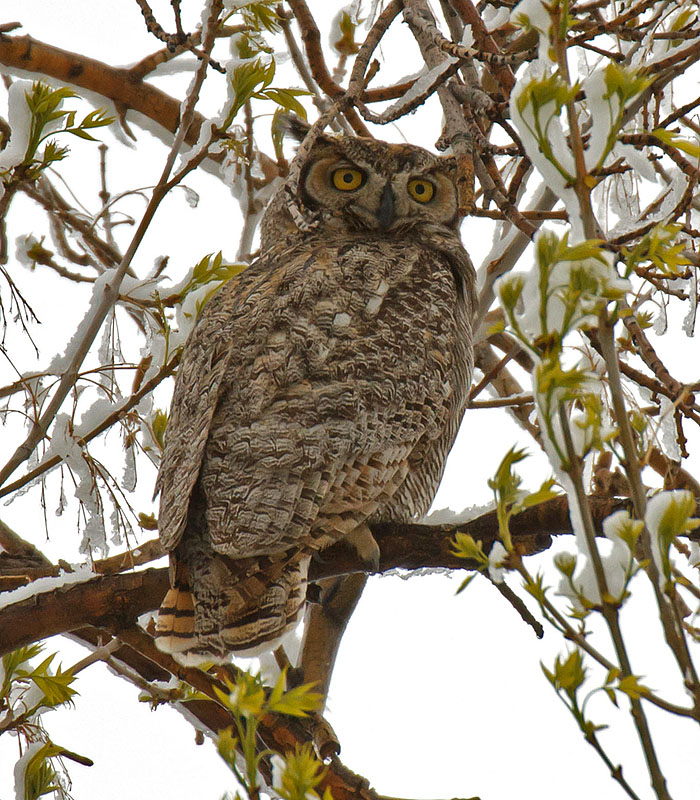 great horned owls May 12 d
