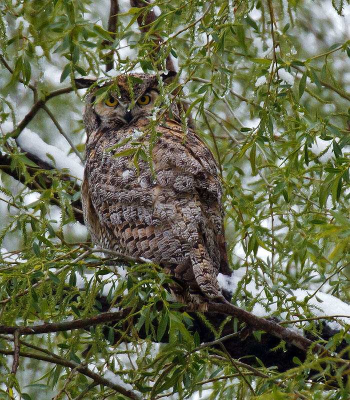 great horned owls May 12 b