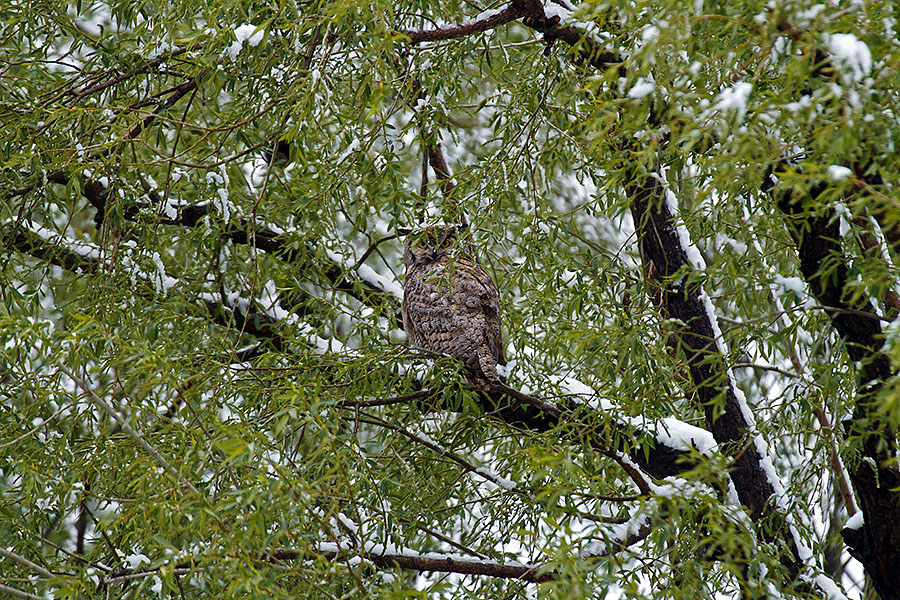 great horned owls May 12 a