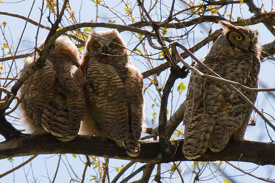 great horned owls May 19 a