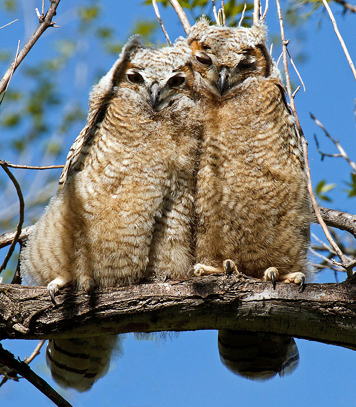 great horned owls May 19 c
