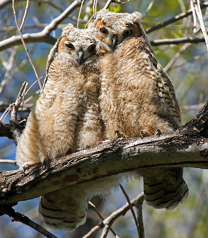 great horned owls May 19 d