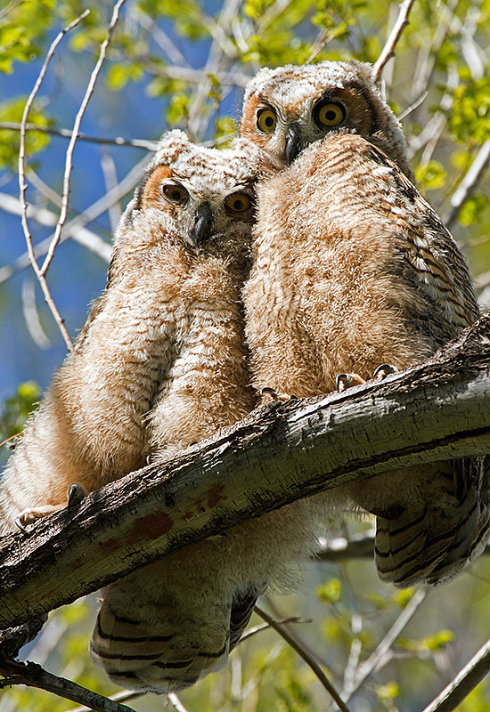 great horned owls May 19 e