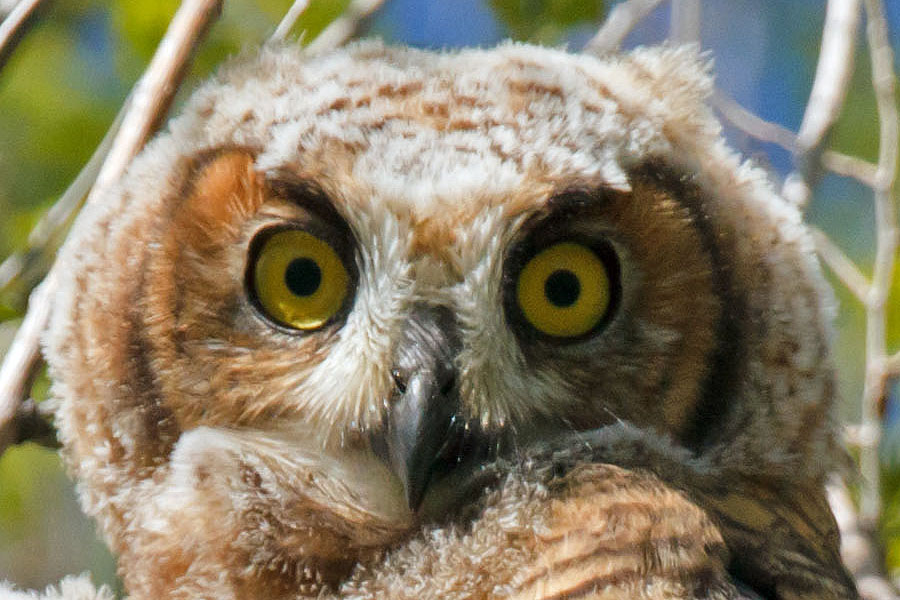 great horned owls May 19 closeup 1