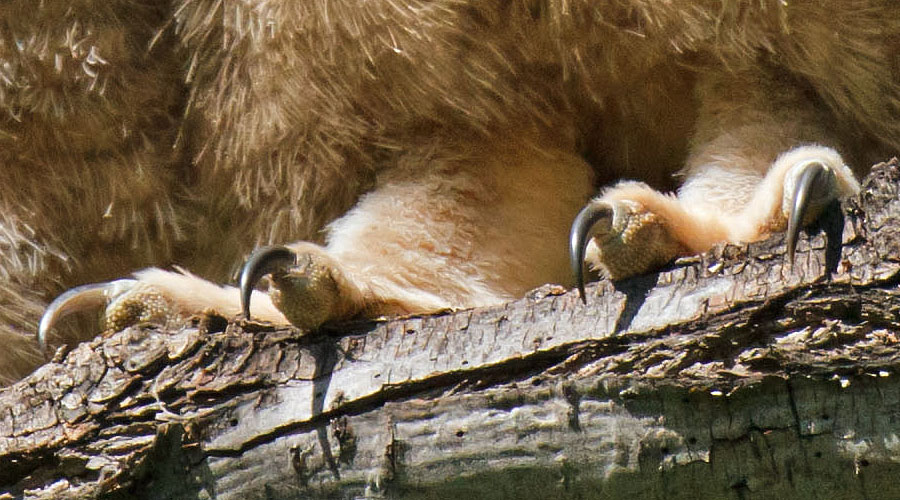 great horned owls May 19 closeup 2