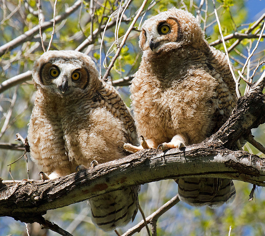 great horned owls May 19 g
