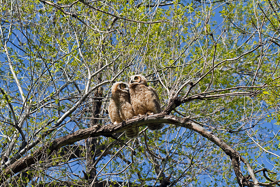 great horned owls May 19 h