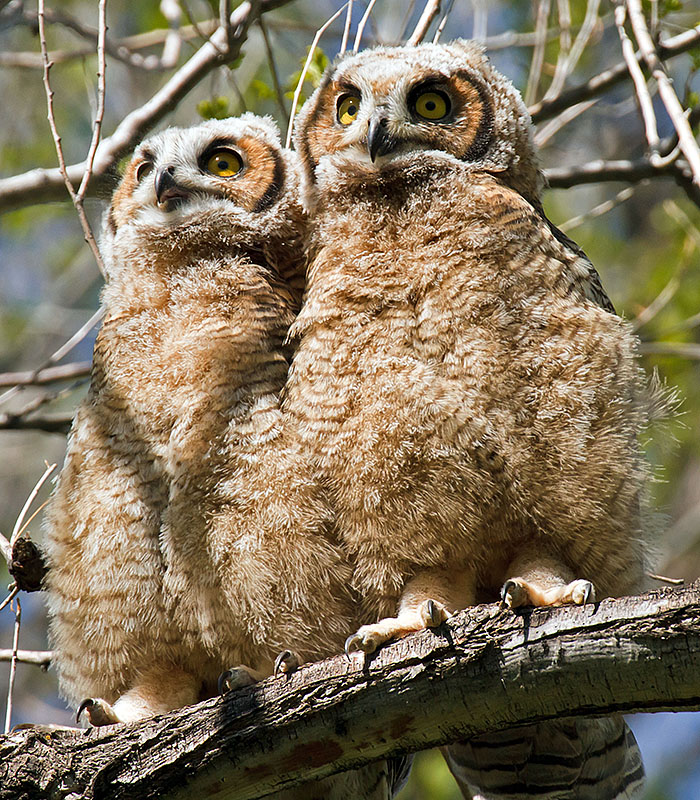 great horned owls may 19th c1