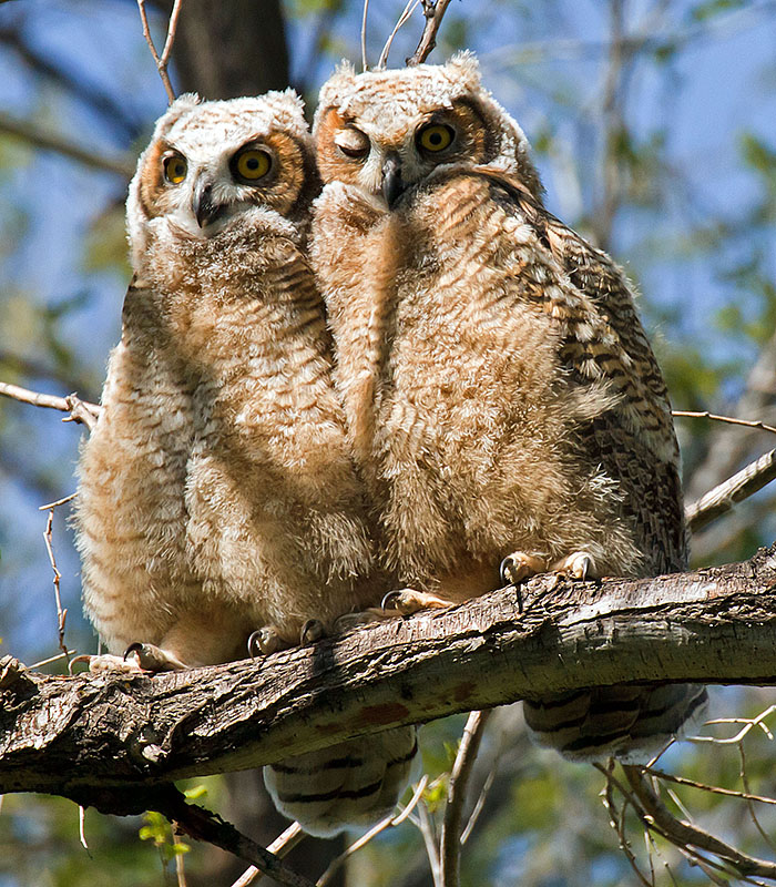 great horned owls may 19th b1
