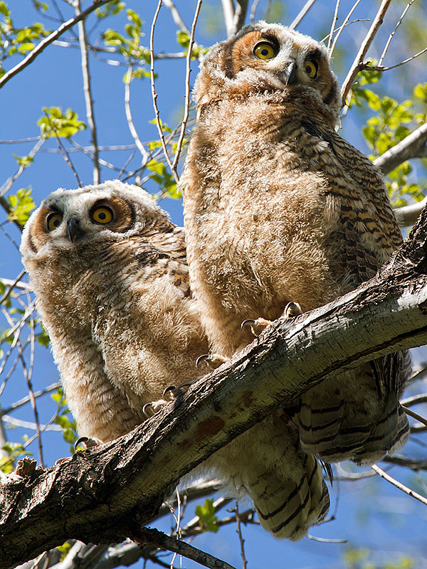 great horned owls May 19 k