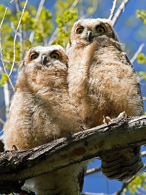 great horned owls May 19 l