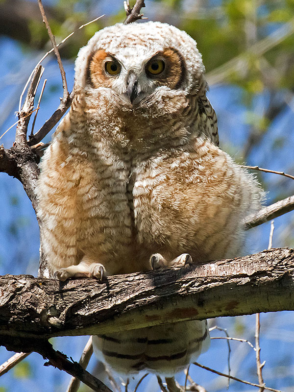 great horned owls May 19 m