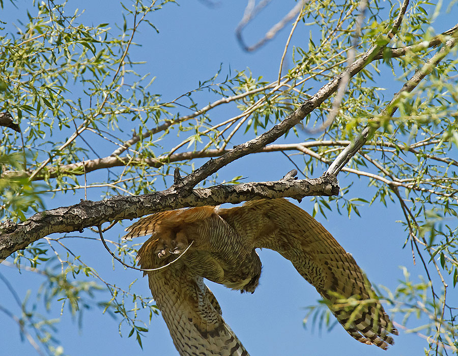 great horned owl takeoff sequence