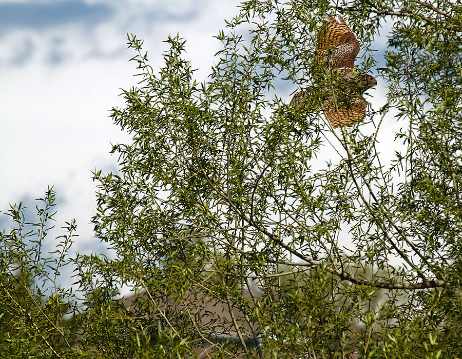 great horned owls May 19 o