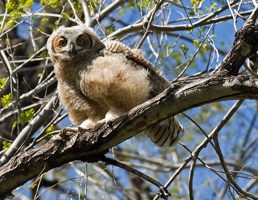 great horned owls may 19th b2