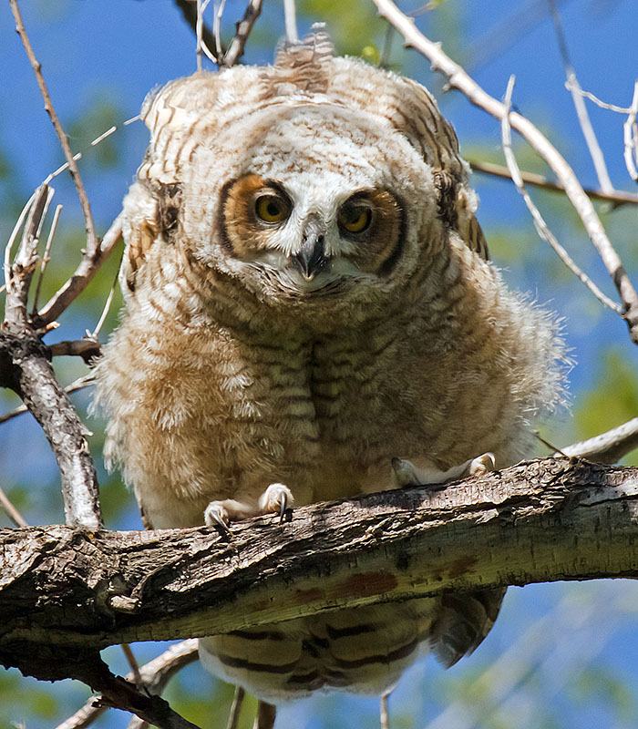 great horned owls may 19th b3