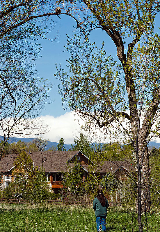 great horned owls May 19 q