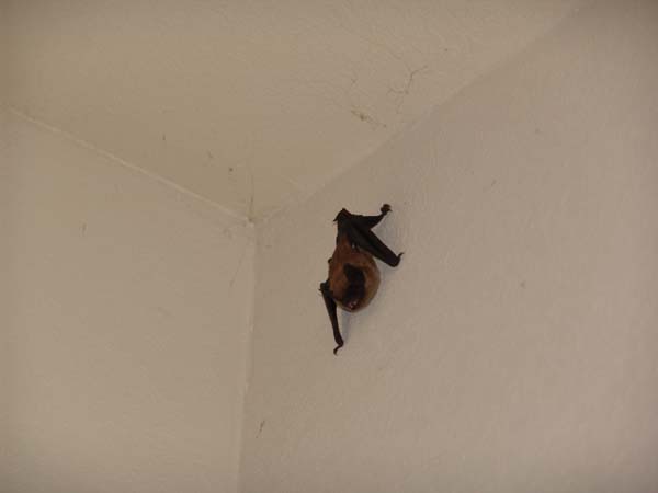 hunting bats ceiling 1