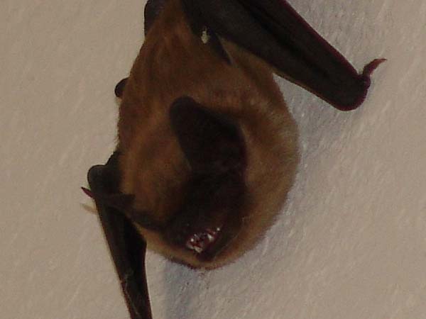 hunting bats ceiling 2