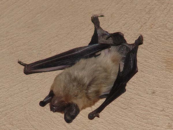 bat outside 2