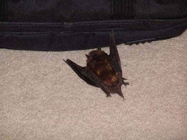 bat 2