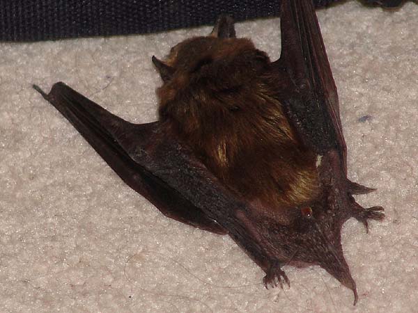 bat 3