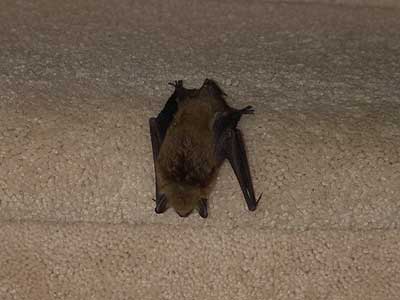 bat 3