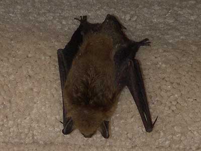 bat 5