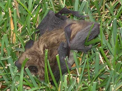 bat closeup 1