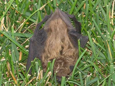bat in grass