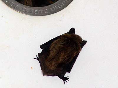 bat in sink closeup