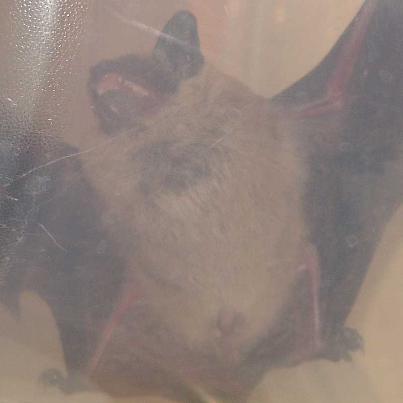 bat tupperware closeup