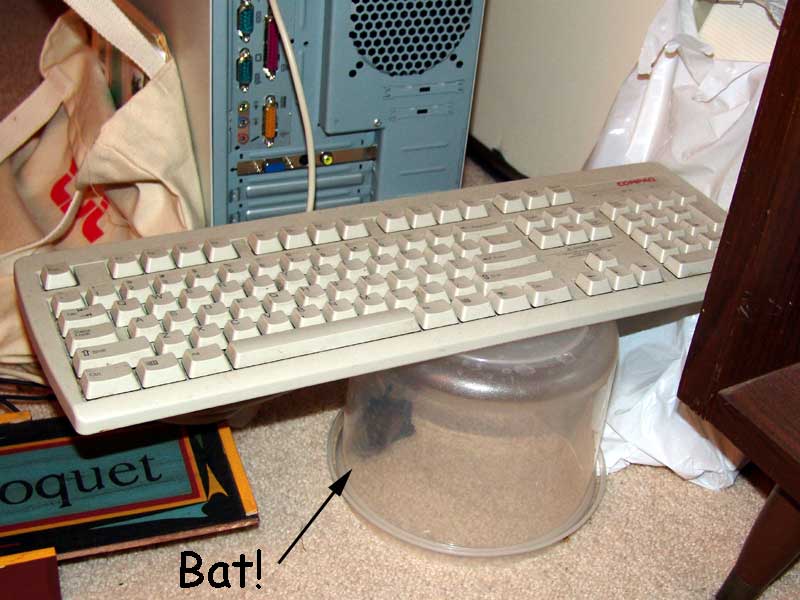 bat keyboard